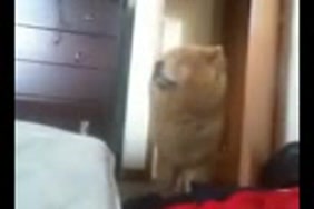 Les photos des filles qui font du porno avec des animaux