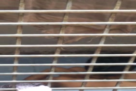 Porno 14