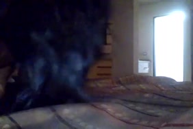 Porno video avec les chien