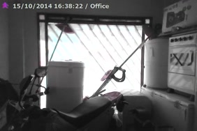 Insecte xnxx