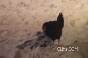 Porno mobile de chien et femme