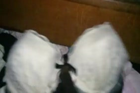 Www porno animal italya vil