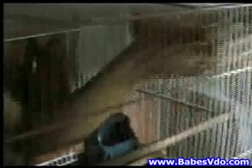 Xnxx cheval videos