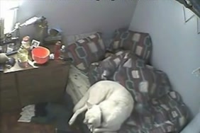 Film porno dangereux