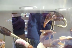 Video xnxx avec animal