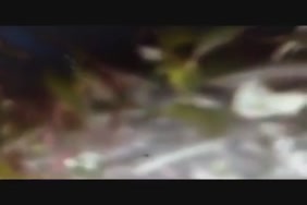 Xnxx animmales avec fammes