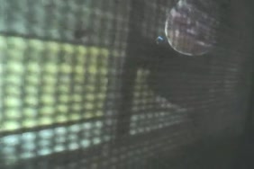 X videos un homme qui baise un serpent femelle