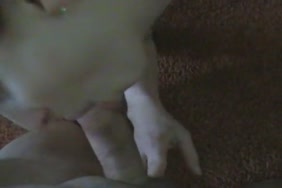 Porn 3g arab